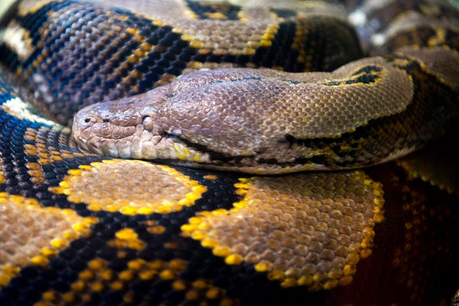 A reticulated python at Zoo Knoxville's Clayton Family Amphibian and Reptile Conservation Campus. A woman was reportedly swallowed whole by one of the snakes in Indonesia on June 7, 2024.