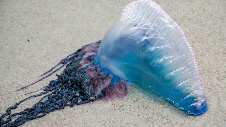 If You See This Beautiful Purple Thing On The Sand, Run Away Immediately